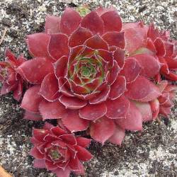 Sempervivum - Dachwurz - Hauswurz